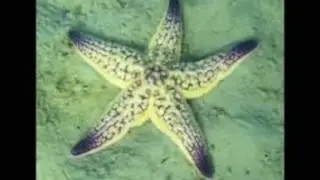 Marine pest removals Asterias and Undaria as examples
