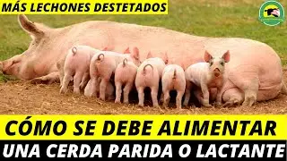 C&oacute;mo Se Debe ALIMENTAR Una CERDA Parida o Lactante (M&aacute;s Lechones Destetados)