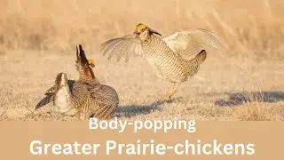 Body popping Greater Prairie chickens  | Nature's Greatest Dancers
