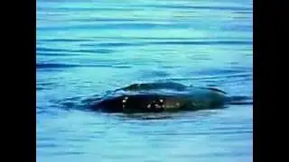 Tammy The Tamarack Lake Monster