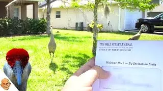 Messing With Wild Birds