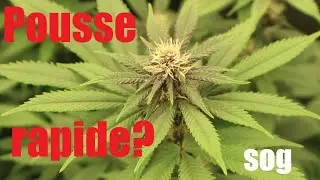 LES BUDS COMMENCE !!?? POUSSE RAPIDE AVEC LE COCO DE MOKOKO ET LA FC6500 DE MARS HYDRO!