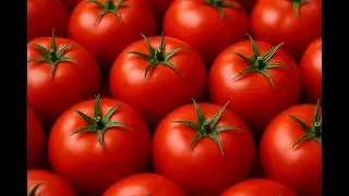 **The Journey of Tomatoes: From Harvest to Modern Automated Processing Lines**