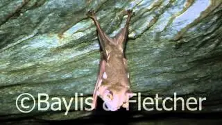 Diadem Roundleaf bat, Malaysia. 20131021_122928.m2ts