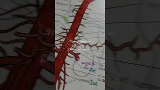Notes like no other! CPT codes added to Appendix L! Exam Prep #medicalcoder  #cpcexam #cpcexamtips