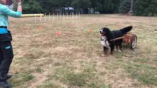 Dog Draft video: Train your dog to back Up like a pro! Back up in the cart!