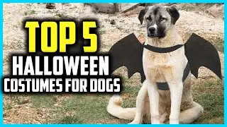 ✅ Top 5 Best Halloween Costumes for Dogs of 2024