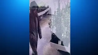 Boulder police recover stolen evidence, search for pot plant theft suspect
