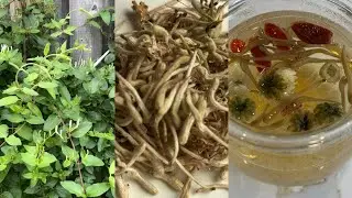 Nourishing Herbal Tea! Harvesting and drying honeysuckle to make healing herbal tea | FullHappyBelly