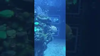 Epcot Aquarium