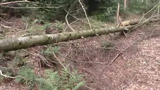 Bomkrater in het bos gevonden