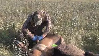 Elk Field Prep &ndash; Tagging
