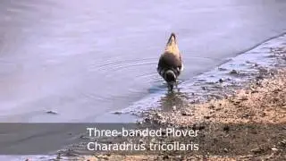 Birds of South Africa - Waders