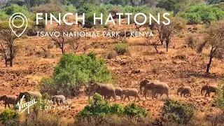 Finch Hattons Live Wildlife Camera | Tsavo National Park