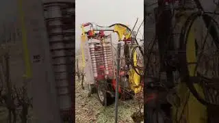 Grape vine pruning.🚜 @weingutmay #pruning #vineyard #winter