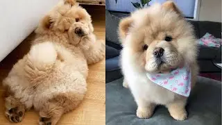 Fluffy Chow Chow Puppies | Cute and Funny Dog Videos Compilation