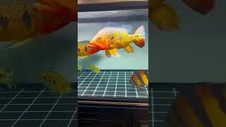 How to Breeding Peacock Bass