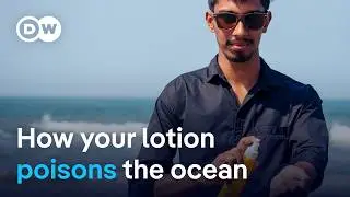 How thousands of tons of sun-blocking chemicals end up in the ocean every year | DW News