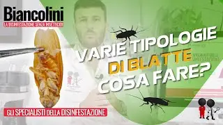 📌​ Blatte appena nate: Le varie tipologie di Blatte, ecco come riconoscerle e cosa fare.🪳