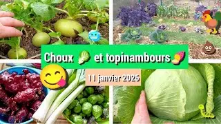 🥬 R&eacute;colte d'hiver : Topinambours, choux et poireaux 👨&zwj;🌾