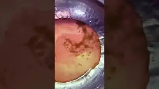 land rover transmission problems oil water 🧐🧐