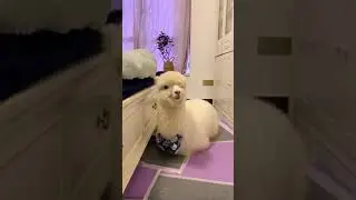 Alpaca makes cute squeaky noise when called by owner