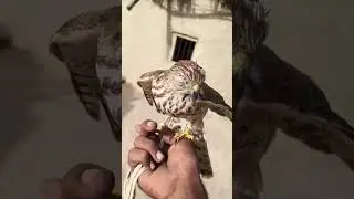 falcon sikra trap 🪤 #falcon #sorts #video