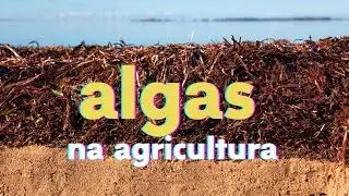 Saiba como utilizar as algas na agricultura como fertilizante