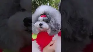 What a fat dog#Pet Recommender#It s snowing in Shanghai.#The joy of a snowy day#Little Cut