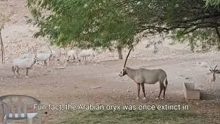 ORYX National Animal of  QATAR 🇶🇦 DUKHAN