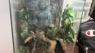 Pet update on my gecko 