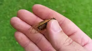 ACK! Gross! | Cicadas have a fungus that is transmitted by copulation!