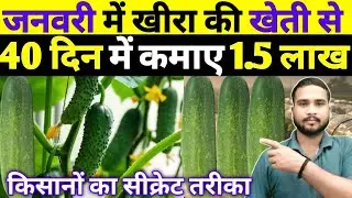 जनवरी में खीरे की खेती | Ageti Kheera Ki Kheti Kab Kare | January Me Kheera Farming | Kheera kheti