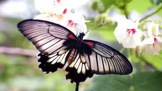 Mrityu Paariko Desh ma jaane By Master