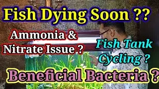 Fish Dying Problem / Ammonia in Fish Tank - Fast Fish Tank Cycling Best Bacteria #viral #trending