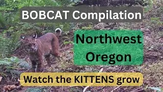 BOBCAT Compilation | NW Oregon State | TRAIL Camera | #nature #bobcats #kitten #shorts #wildlife
