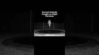 Surreal Animals Caught on Night Cameras