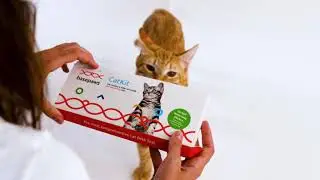 Most Accurate Cat DNA Test by Basepaws