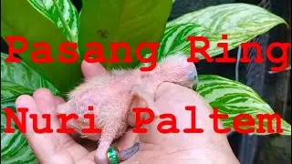 Anakan Nuri Kepala Hitam F3 Pasang Ring Umr.14hr Tgl.19-11-2021