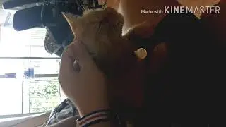A cat pretending to be a dog