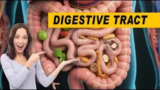 Constipation vs. Normal Digestion 🧠🍽️ #DigestiveHealth #ConstipationRelief #GutHealth