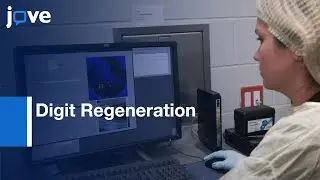 Blastema Formation and Bone Development Study by Digit Regeneration | Protocol Preview
