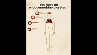 Yes, you have an endocannabinoid system!