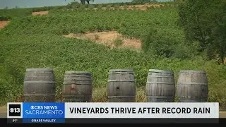 Amador County vineyards thrive after record rain