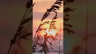 #lagupopindo