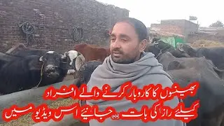 Simple Dairy Farming In Pakistan !! Small Dairy Farming !! Dairy Farming Business