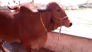 GIR COW BREED CHARACTERISTICS/GOOD A2MILK PRODUCING CATTLE BREED/గిరి ఆవు లక్షణాలు/गिर गया ब्रीड