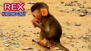 ADORABLE BABY REX HUNGRY MILK BUT YOUNG ROSE NOT GIVE,HE FINDS FOOD BY HIMSELF, WHEN ROSE GIVE MILK?