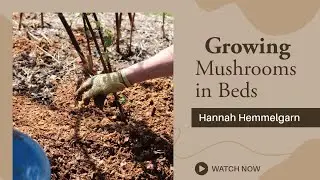 Growing Mushrooms in Beds Part Two