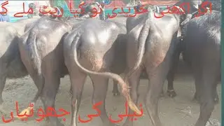 Pure Neeli buffalo beautiful Bahut Mast rates mile 03048751993 top quality mashallah❤